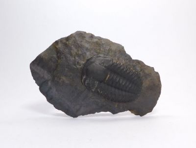 Elipsocephalus hoffi - Jince u Příbrami (21)